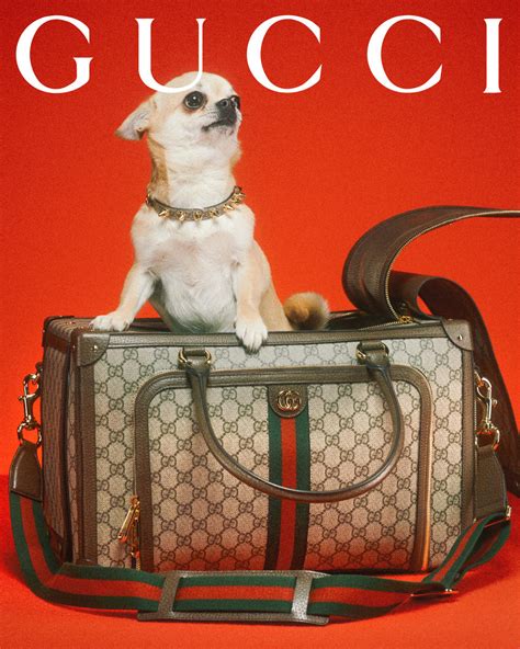 gucci pet dames|Gucci dogs for sale.